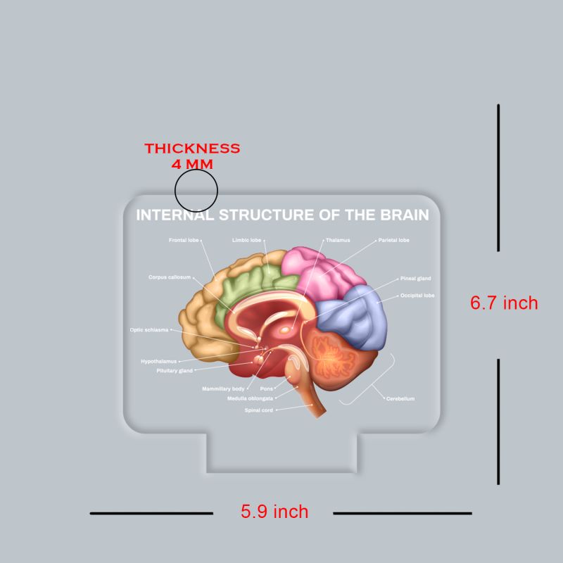 3D Illusion Internal Structure of The Brain LED Lamp, Anatomical Brain Model Night Light with Color Changing Black Base, Educational Medical Decor Science Student & Doctor Clinic Decor